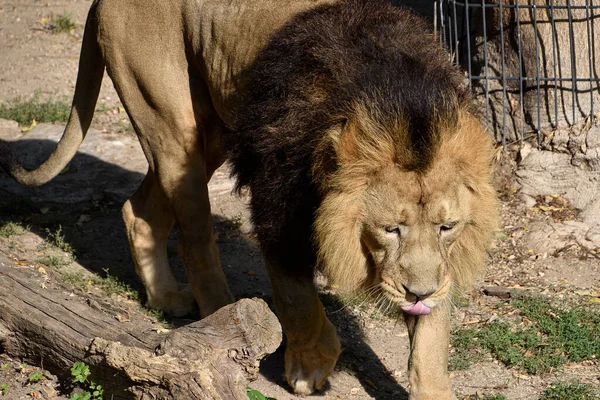 León Rey Selva Retrato Animales Vida Silvestre — Foto de Stock