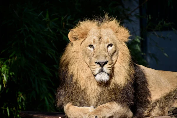 León Rey Selva Retrato Animales Vida Silvestre —  Fotos de Stock