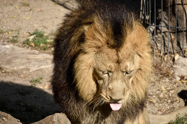 León Rey Selva Retrato Animales Vida Silvestre —  Fotos de Stock