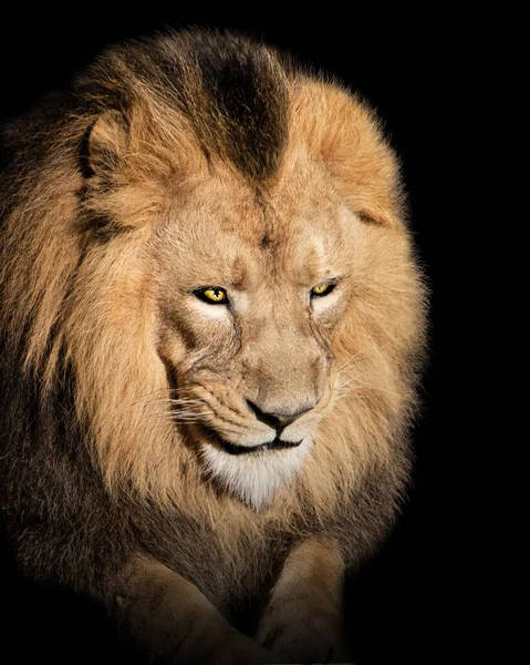 Lion King Jungle Portrait Wildlife Animal — стокове фото