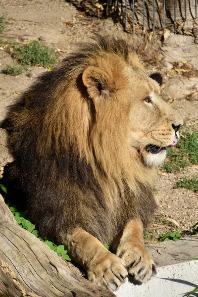 Leone Della Giungla Ritratto Animali Selvatici — Foto Stock