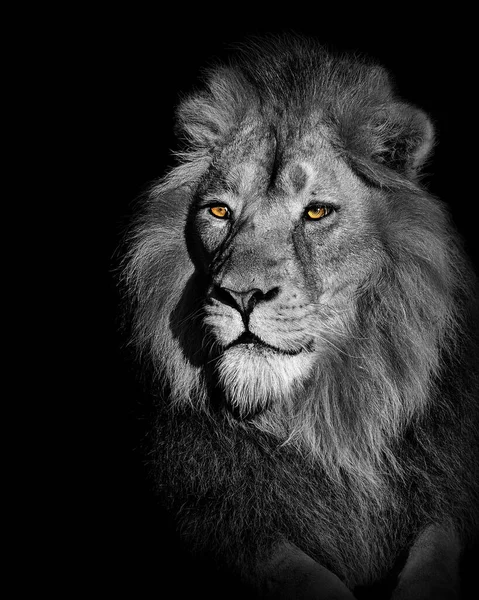 Aslan, Ormanın Kralı, Vahşi Yaşamın Portresi