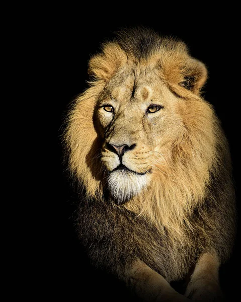Lion King Jungle Portrait Wildlife Animal — стокове фото
