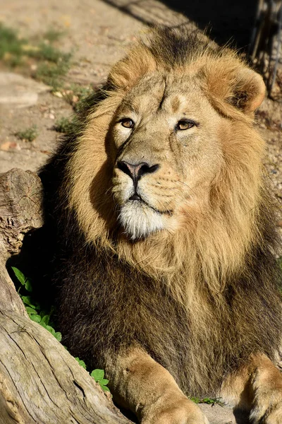 León Rey Selva Retrato Animales Vida Silvestre —  Fotos de Stock