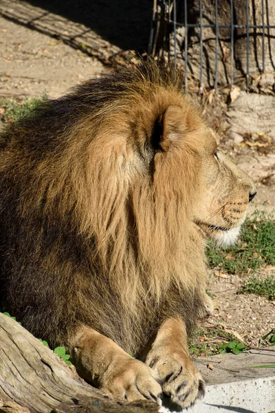Lion Roi Jungle Portrait Animaux Sauvages — Photo