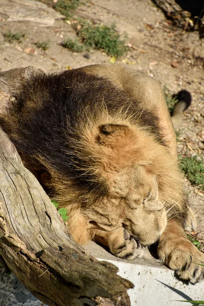 Leão Rei Selva Retrato Animais Selvagens — Fotografia de Stock
