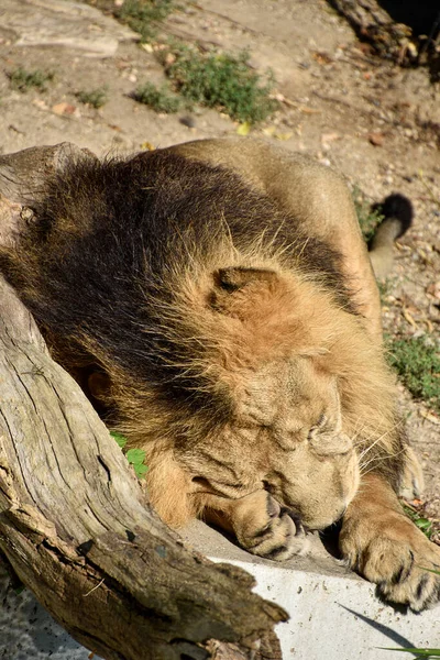 Löwe König Des Dschungels Porträt Wildtier — Stockfoto