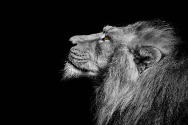 Aslan, Ormanın Kralı, Vahşi Yaşamın Portresi