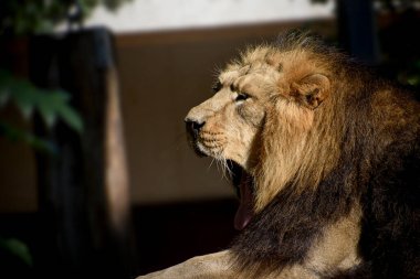 Aslan, Ormanın Kralı, Vahşi Yaşamın Portresi