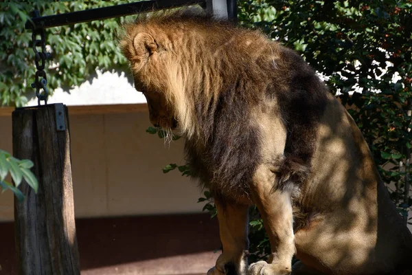 Lion Roi Jungle Portrait Animaux Sauvages — Photo