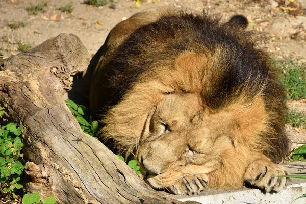 León Rey Selva Retrato Animales Vida Silvestre —  Fotos de Stock