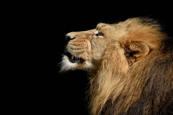 Lion furious , King of the jungle , Portrait Wildlife animal