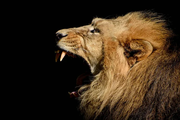 Lion Furious King Jungle Portrait Wildlife Animal — Stock Photo, Image