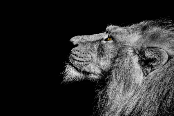 Lion Roi Jungle Portrait Animaux Sauvages — Photo