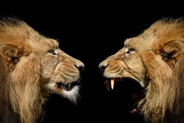 Walka Lwów Portret Dzikich Zwierząt Królowie Dżungli — Zdjęcie stockowe