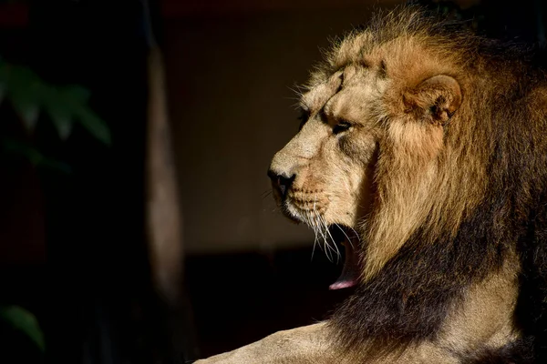 Aslan, Ormanın Kralı, Vahşi Yaşamın Portresi