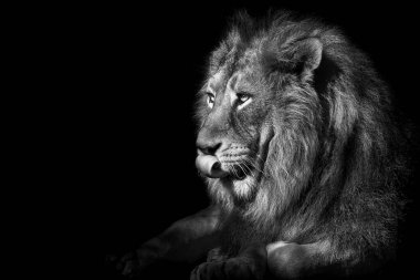 Aslan, Ormanın Kralı, Vahşi Yaşamın Portresi Siyah ve Beyaz