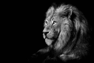 Aslan, Ormanın Kralı, Vahşi Yaşamın Portresi Siyah ve Beyaz