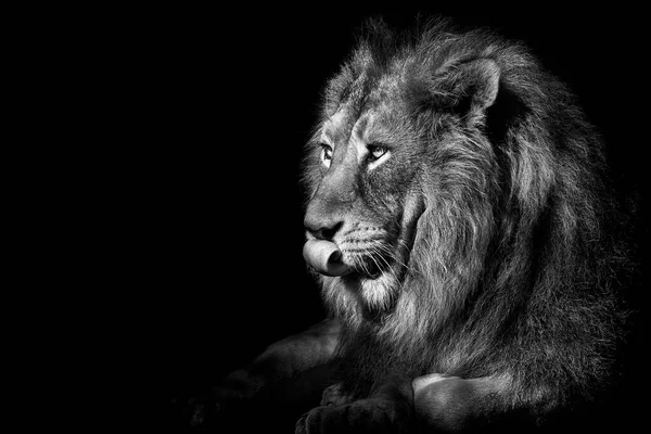 Λιοντάρι Βασιλιάς Της Ζούγκλας Πορτρέτο Άγρια Ζωή Των Ζώων Μαύρο — Φωτογραφία Αρχείου