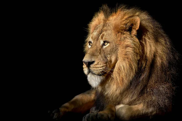 Lev Král Džungle Portrét Divoké Zvěře — Stock fotografie