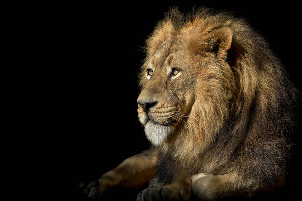 Lion , King of the jungle , Portrait Wildlife animal