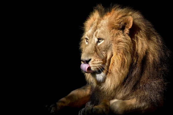 Lion Roi Jungle Portrait Animaux Sauvages — Photo