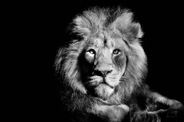 Aslan, portre yaban hayatı izole edilmiş. 