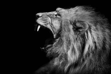 Aslan, Vahşi Yaşam Portresi, izole edilmiş.