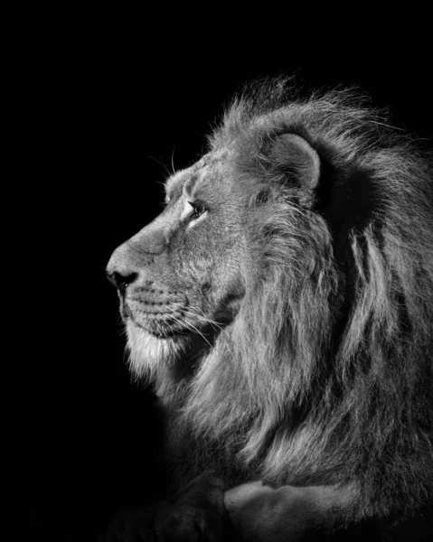 León Retrato Animales Silvestres Aislados África Depredador —  Fotos de Stock