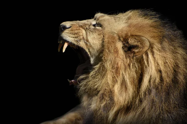 Lion Portrait Animaux Sauvages Isolés Prédateur Afrique — Photo