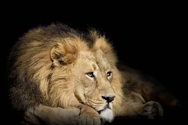 Lion Portrait Animaux Sauvages Isolés — Photo