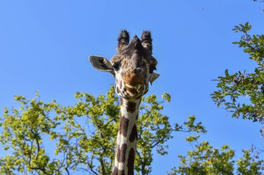 Zürafa, vahşi yaşam, Afrika, hayvanat bahçesi parkı