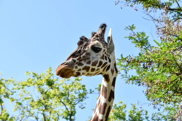 Zürafa, vahşi yaşam, Afrika, hayvanat bahçesi parkı