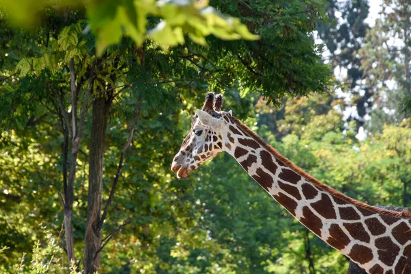 Giraffa Fauna Selvatica Africa Animale Parco Zoo — Foto Stock