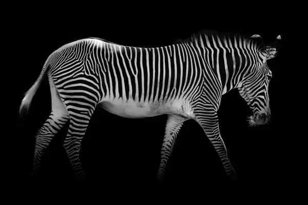 Zebra Czarno Białe Zwierzęta Dzikie Ssaki Afrykańskie Izolowane — Zdjęcie stockowe