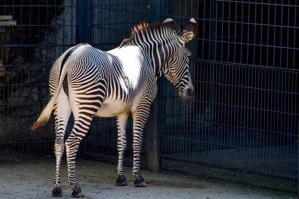 Zebra Schwarz Weiß Wildtier Säugetier Afrika Isoliert — Stockfoto