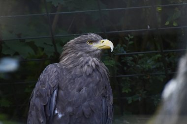 Akbaba kartal, vahşi yaşam yırtıcı kuşu