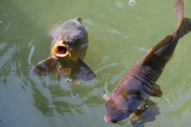 sazan balığı, balıkçı suyu gölü