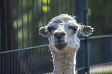 alpaka portre yeşil doğal zemin üzerine