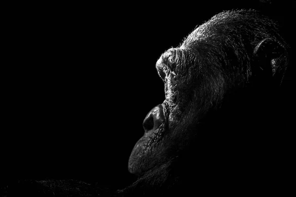 Macaco Gorila Preto Branco Gorila Lua Vida Selvagem Animal — Fotografia de Stock