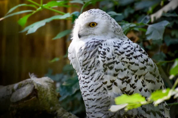Owl Bird Wildlife Animal Eye — Stock Photo, Image