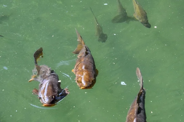 sazan balığı, balıkçı suyu gölü