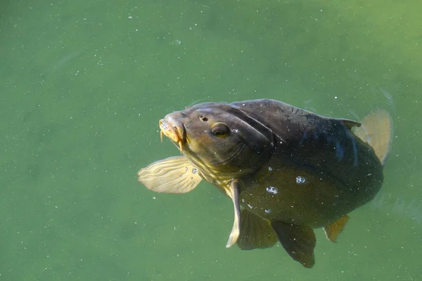 鯉魚釣り水湖 — ストック写真