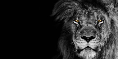 Afrikalı erkek aslan Baner, Panorama yaban hayatı hayvanı siyah beyazı izole etti