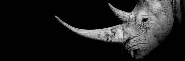 Baner Dzikiej Fauny Flory Ssak Zwierzęcy Rhino Izolowany — Zdjęcie stockowe