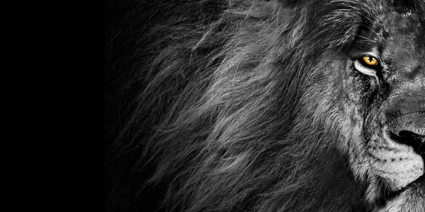 African Male Lion Baner Panorama Wildlife Animal Isolated Black White — Stock Photo, Image