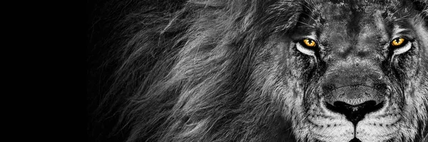 African Male Lion Baner Panorama Wildlife Animal Isolated Black White — Stockfoto