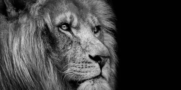 African Male Lion Baner Panorama Wildlife Animal Isolated Black White — Stock Photo, Image