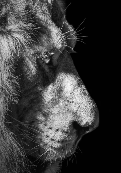 Lion Roi Isolé Portrait Animaux Sauvages — Photo