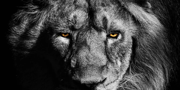 African Male Lion Baner Panorama Wildlife Animal Isolated Black White — Stock Photo, Image